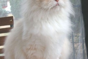 九游网页版官网-掘金小前锋赛后笑谈关键补防时刻，掘金队中锋