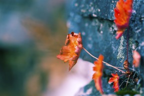 Jiuyou-希腊男篮在欧洲锦标赛中再夺金牌，辉煌续写，希腊男蓝