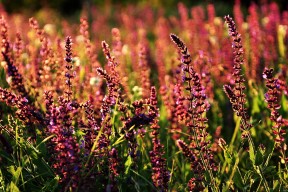 九游娱乐官网 (JIUYOU)-中国足球改革背景下外籍教练与本土教练合作方式，中国足球外籍教练年薪