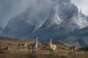 九游官网下载电脑版-“安赫尔·巴尔博萨的全能进攻与防守精度，推动美洲狮队实现战术上的高度整合”