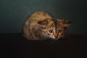 JiuyouAPP下载-女篮设立团队协作积分系统促进整体竞争氛围，女篮分组积分