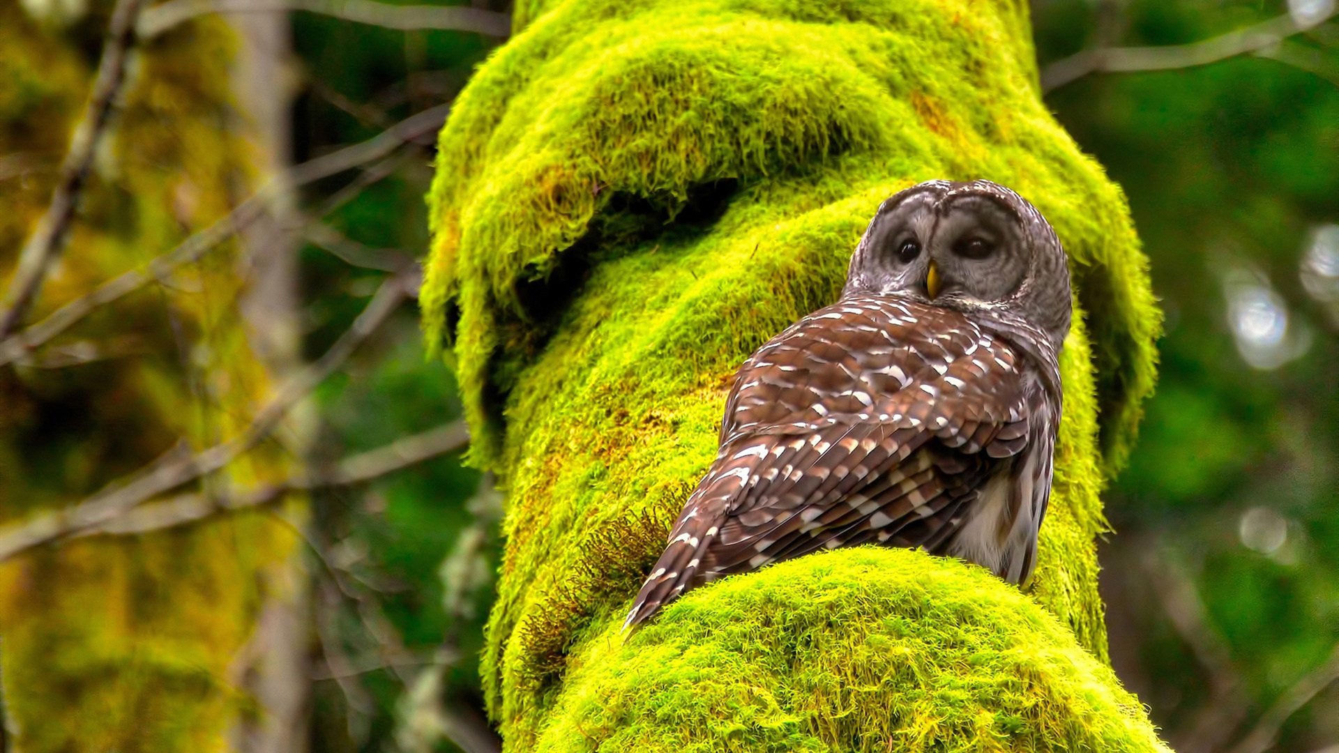 五大联赛是否更依赖数据分析来进行阵容调整,五大联赛啊