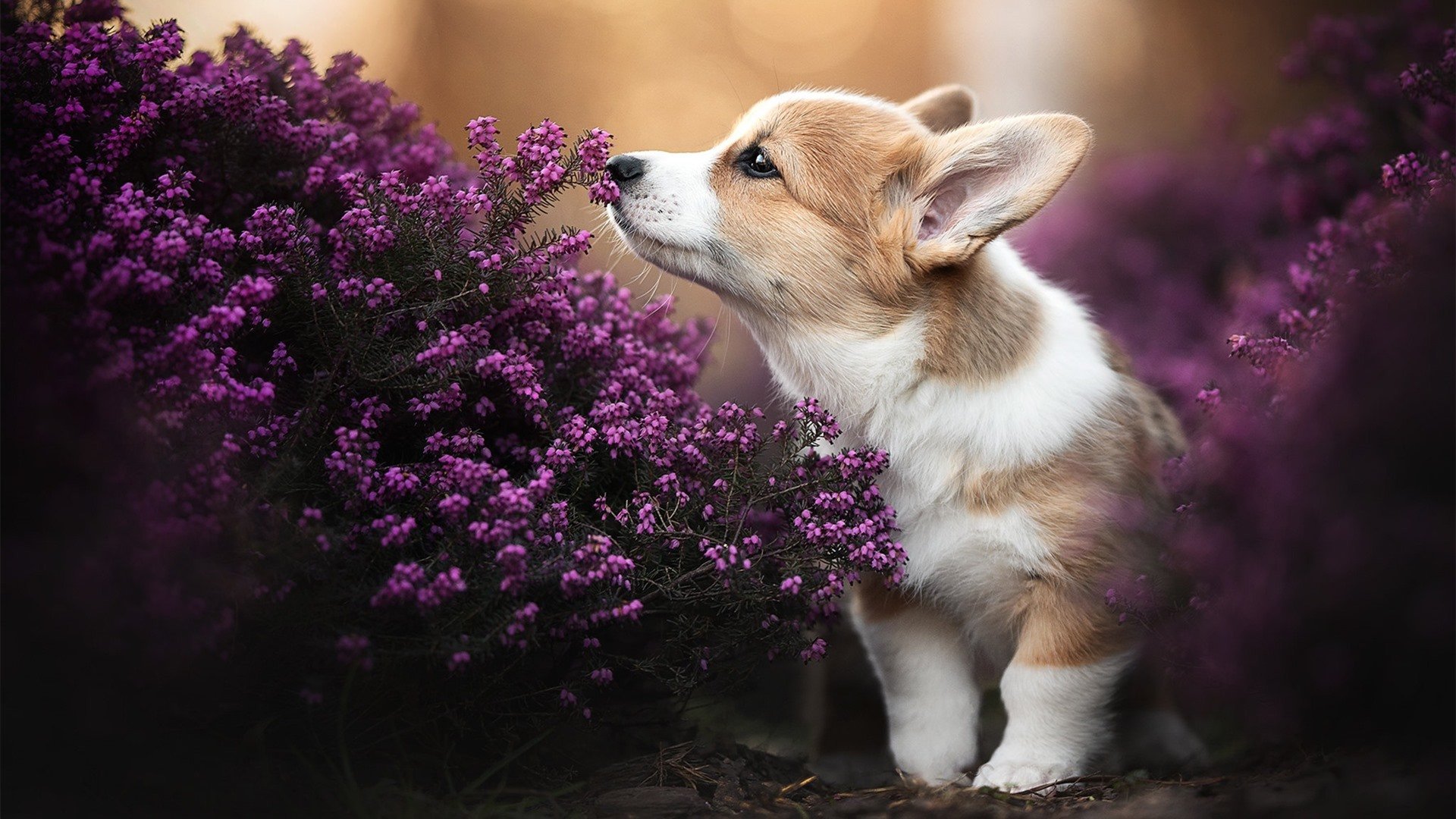 五大联赛边锋爆发力是否成为豪门胜负分水岭,五大联赛中锋排名