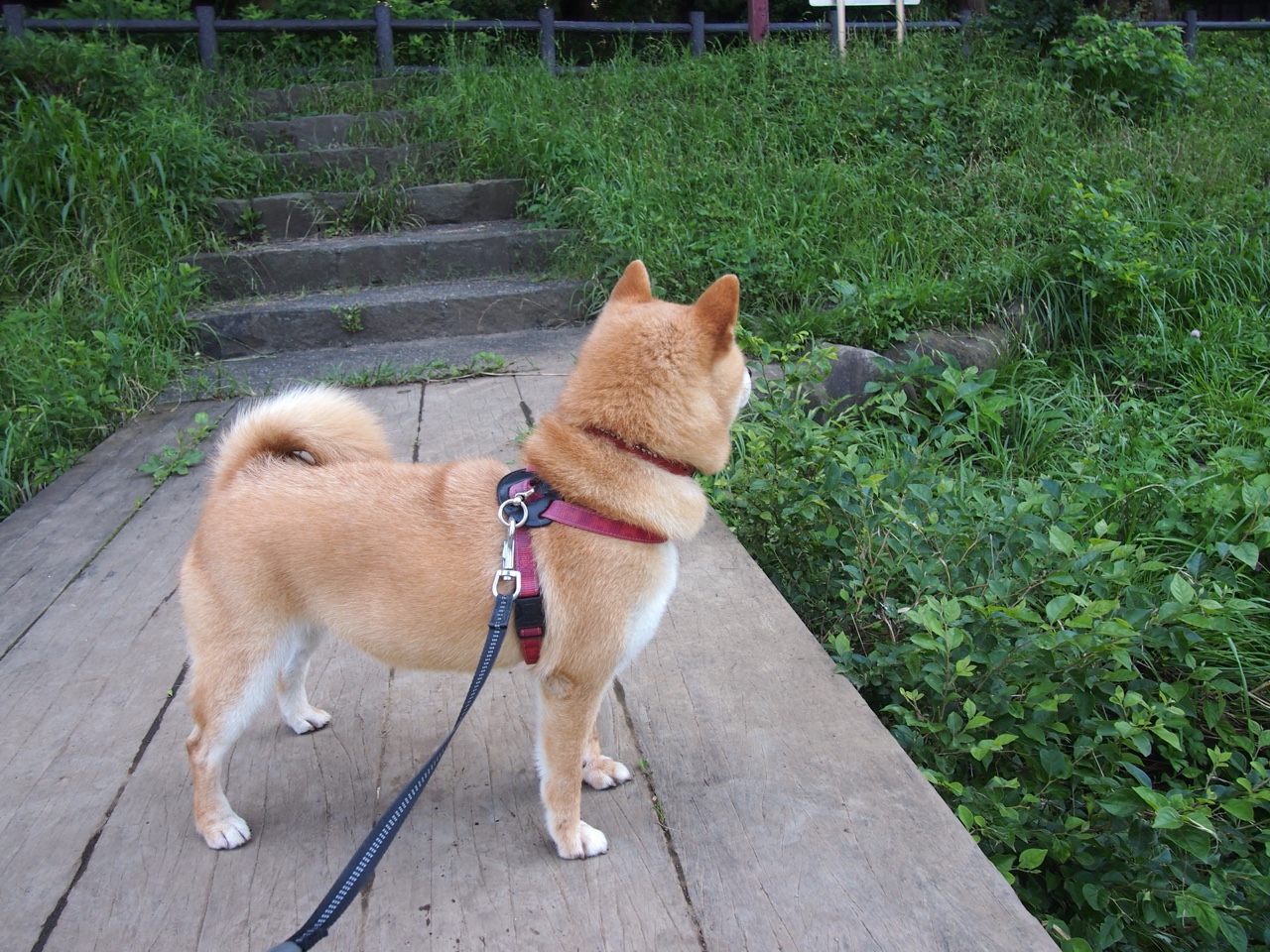 加拿大游泳队转身动作优化趋势,加拿大游泳margaret