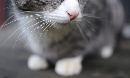 广东王朝时代的结束意味着新赛季的重新洗牌,广东有王朝吗