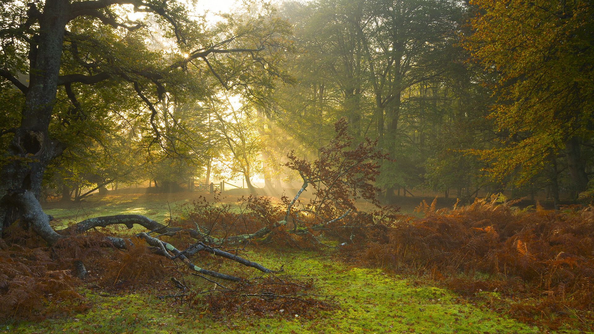 瑞典乒乓球队的未来:从团体赛到单打独立发展的全面布局,瑞典 乒乓