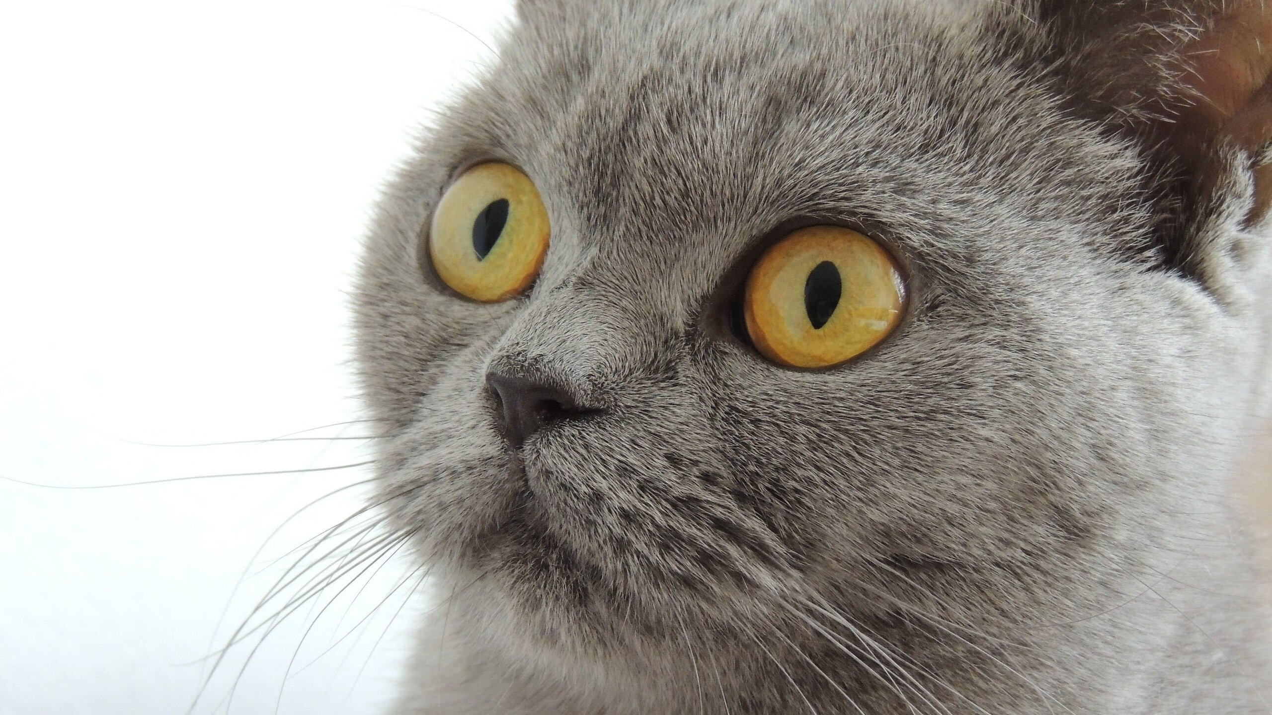 电竞主题小说动漫涌现产业生态持续拓展,电竞小说改编的动漫