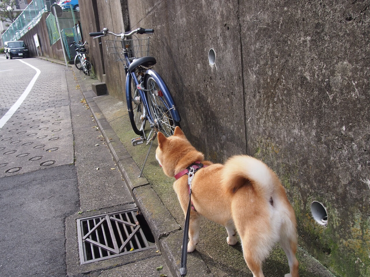 羽毛球赛事竞争日趋激烈,羽毛球比赛challenge
