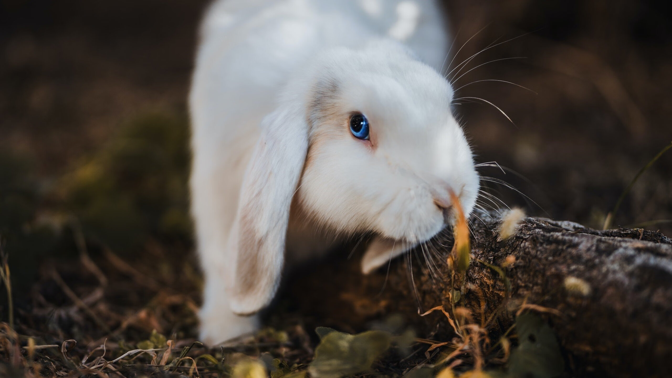 羽毛球赛事竞争日趋激烈,羽毛球比赛challenge