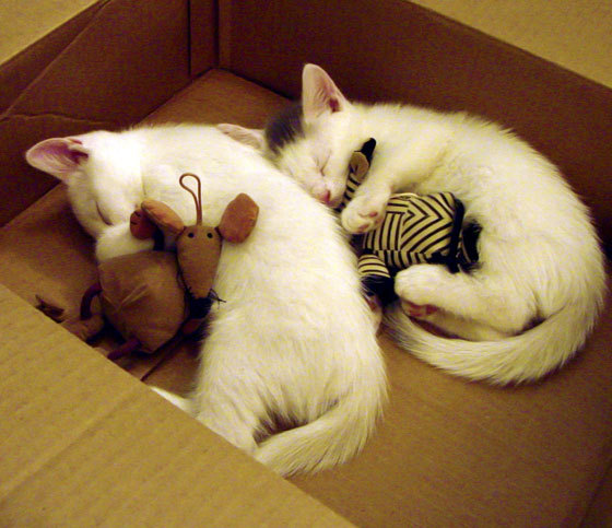 辽宁男篮连胜纪录终结教练坦言需要调整节奏,辽宁男篮战绩表