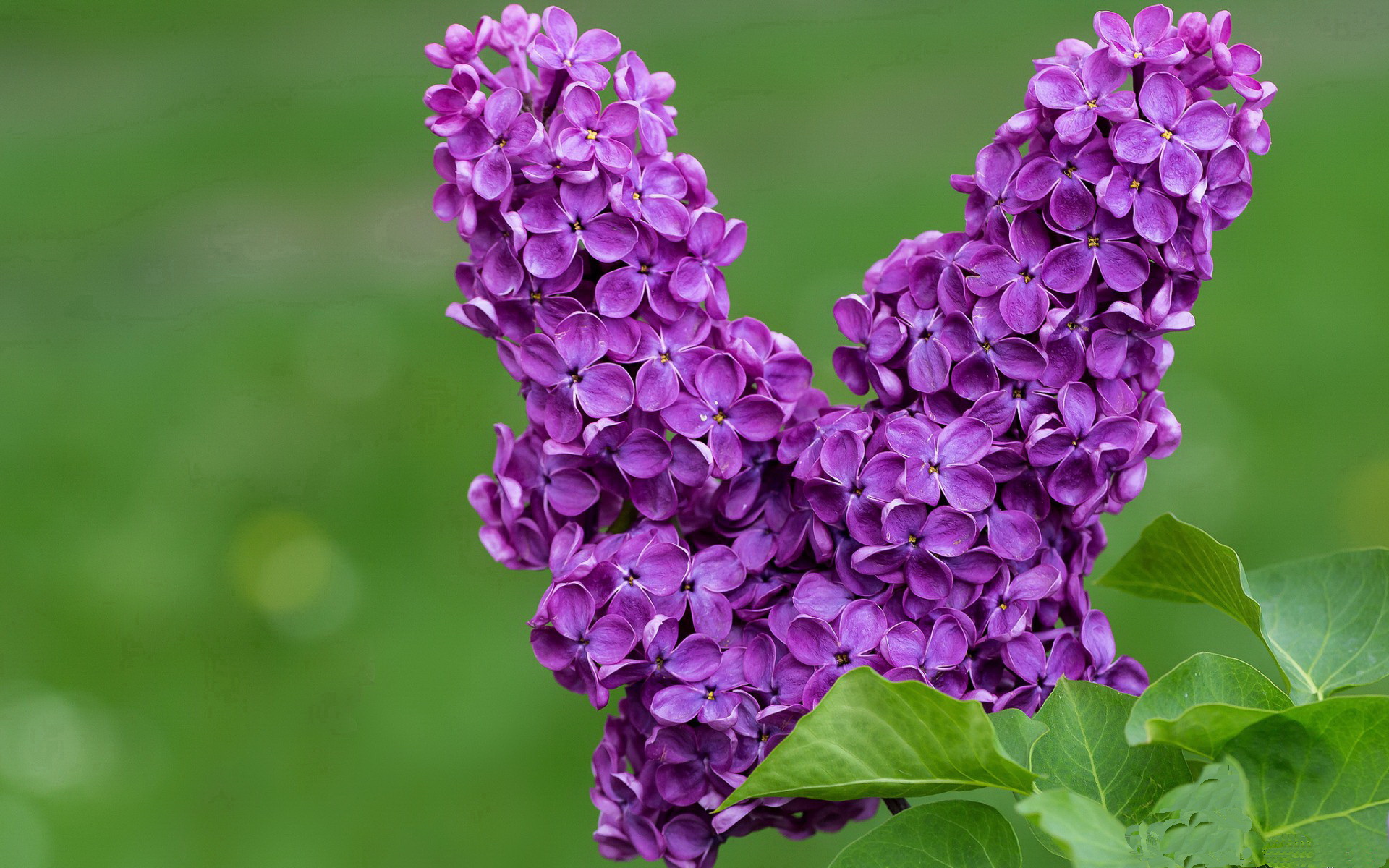 大卫·波波维奇100米自由泳决赛展现爆发力,大卫波茨冲跳一体