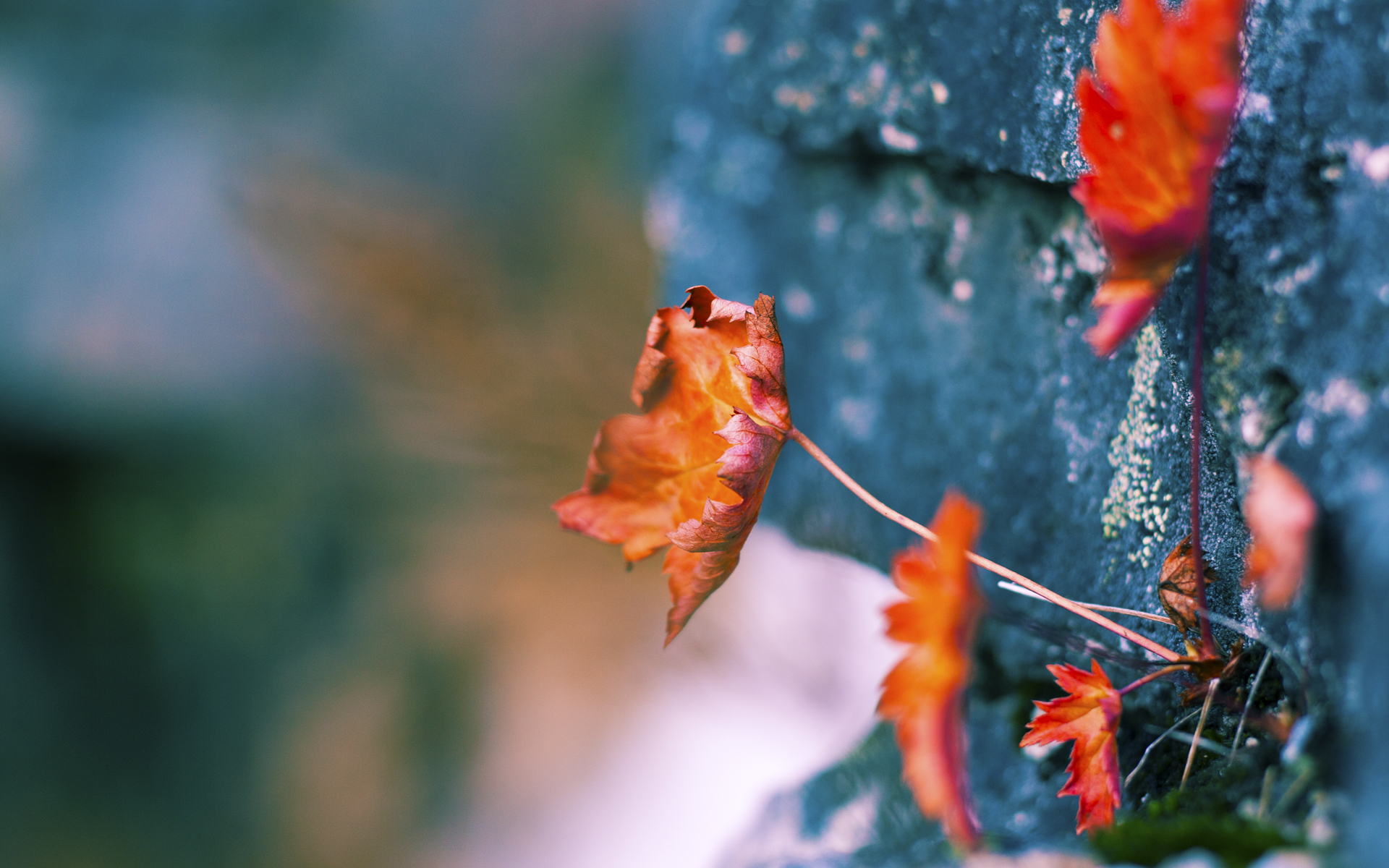 希腊男篮在欧洲锦标赛中再夺金牌,辉煌续写,希腊男蓝