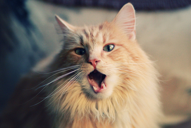 德甲攻守对抗:精彩场面不断激烈!,德甲进攻型球队