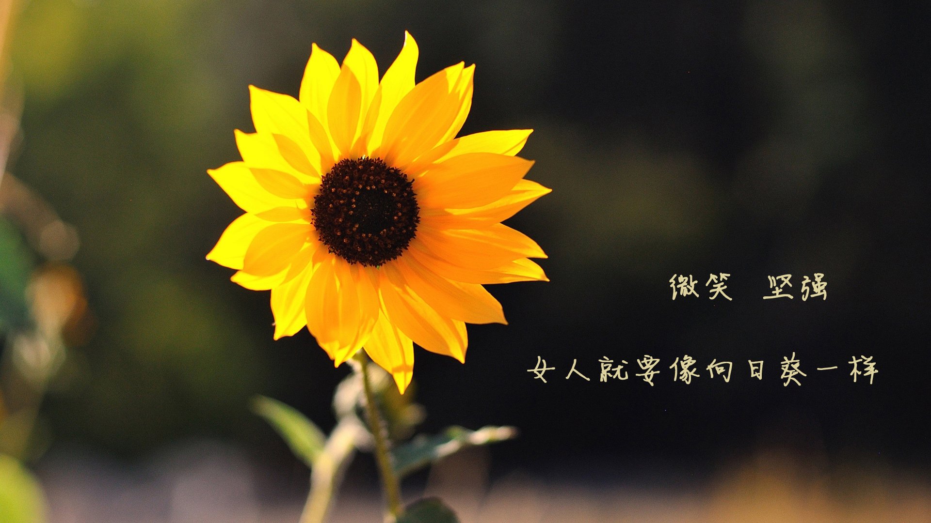 恩多比·恩乔:他的攻防转换能力为南非队创造了无数机会,球员恩多