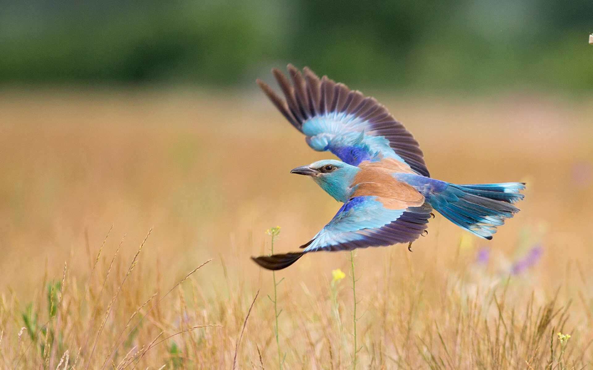 梅西职业生涯480球,刷新国际比赛纪录再次引爆热议,梅西生涯第600球