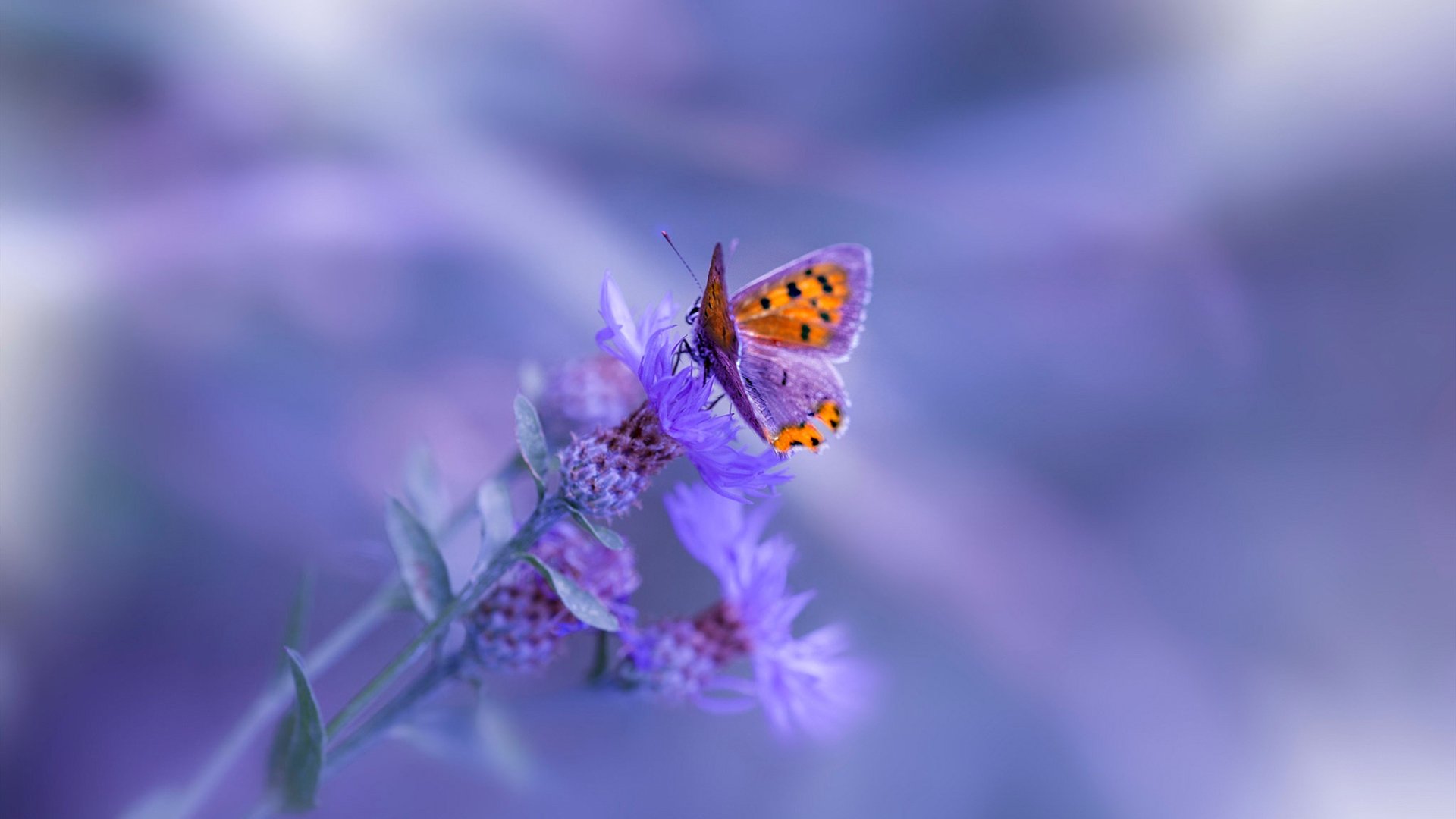 欧洲杯逆转盛况:战术变换带来奇迹!,欧洲杯大逆转