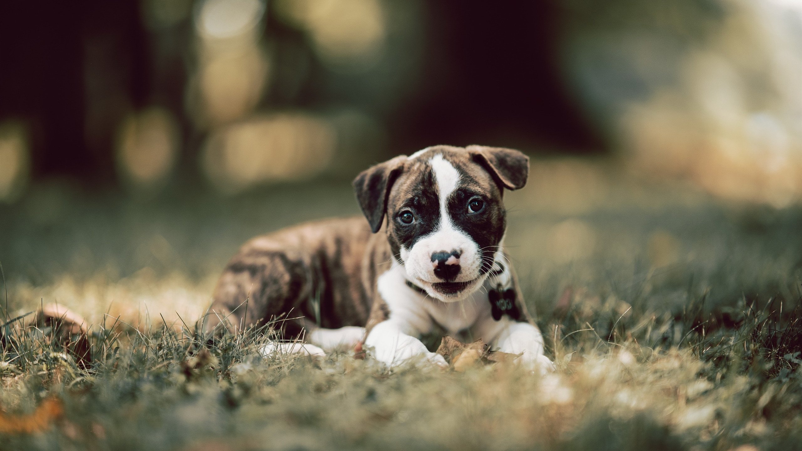 法甲英雄辈出:带领球队冲刺荣耀,法甲的强队