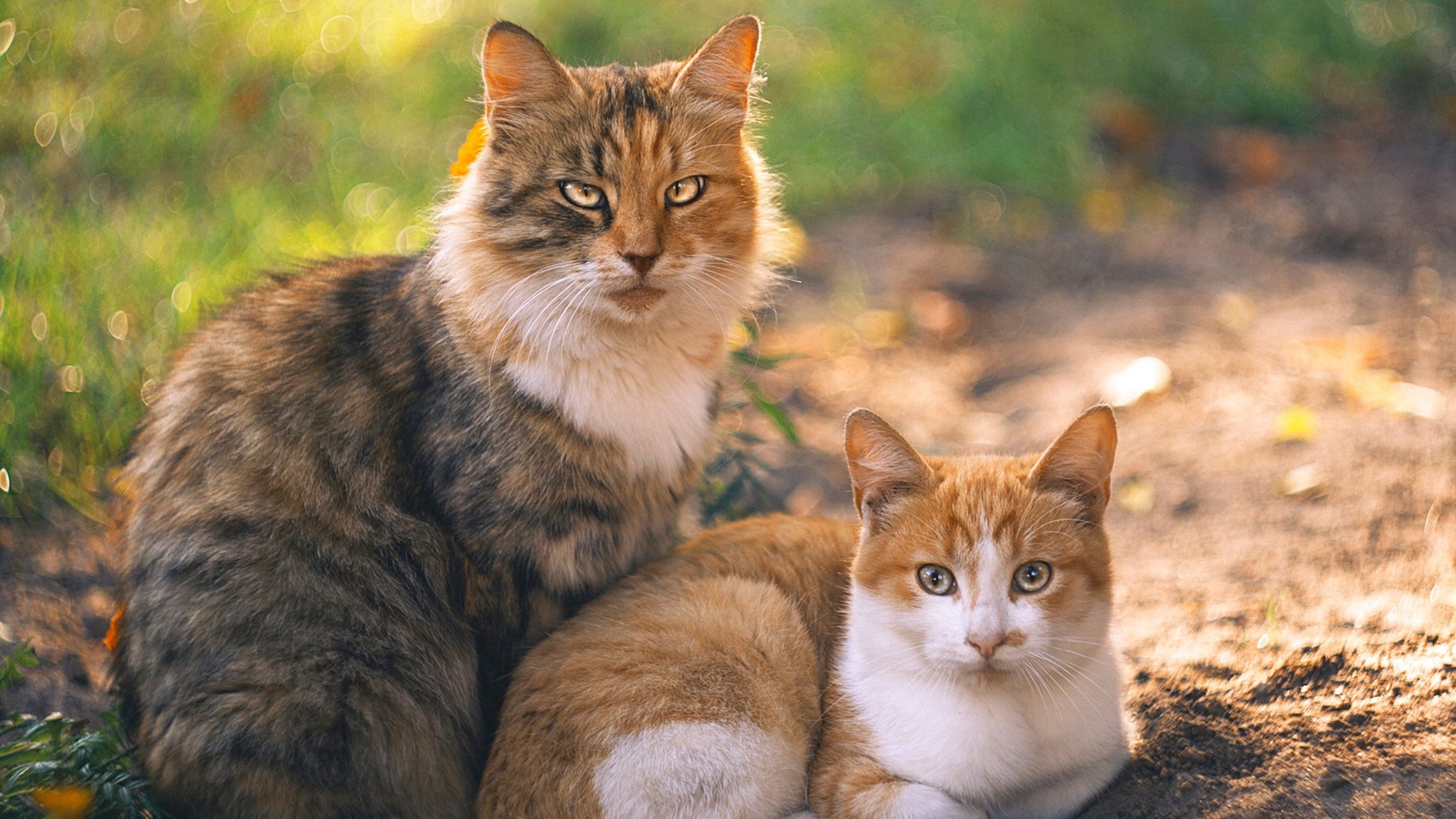 爱尔兰女子队世界杯之旅再掀热潮,爱尔兰队世界排名